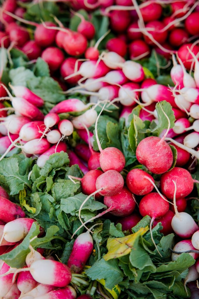 Fresh harvested radishes