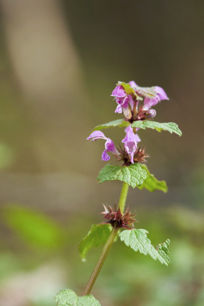 Purple dead nettle flowers in bloom