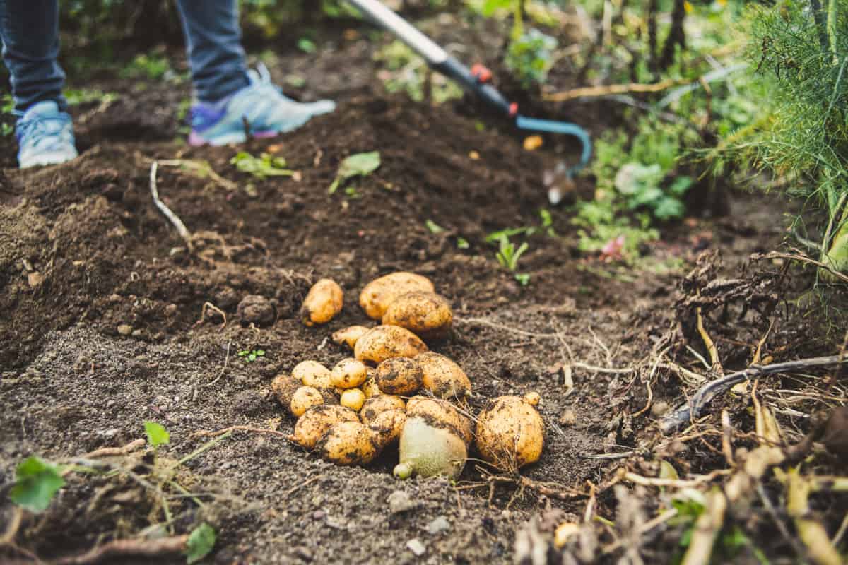 Potatoes companion planted with dill