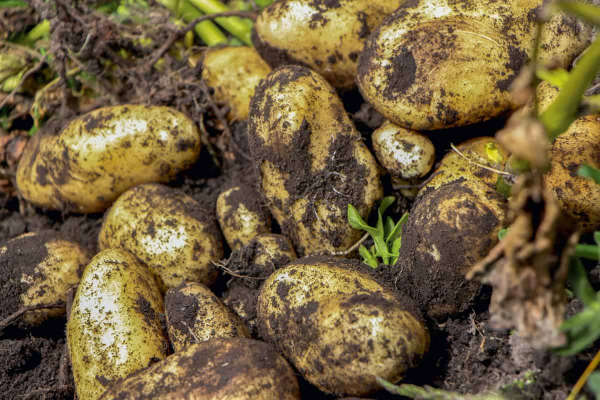 Potatoes after the harvest