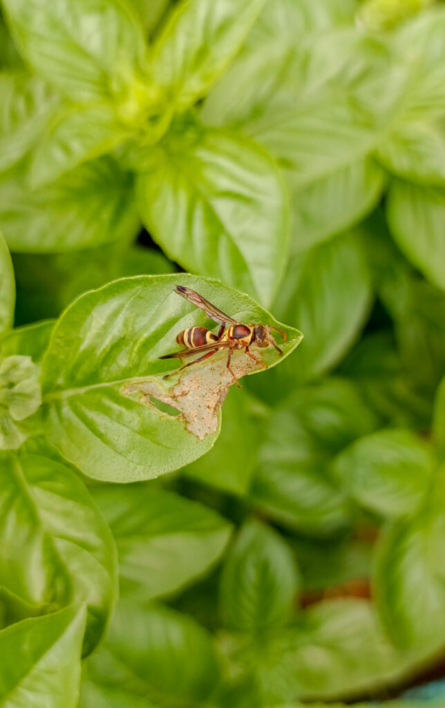 A wasp on a basil leaf