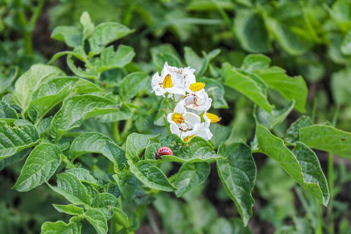 A colorado potato beetle, or potato bug, larvae on potato leaves