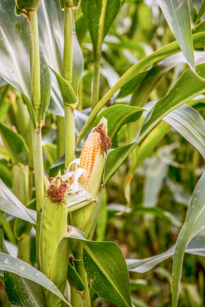 Stalks of sweet corn, a good companion for potatoes, growing in a garden