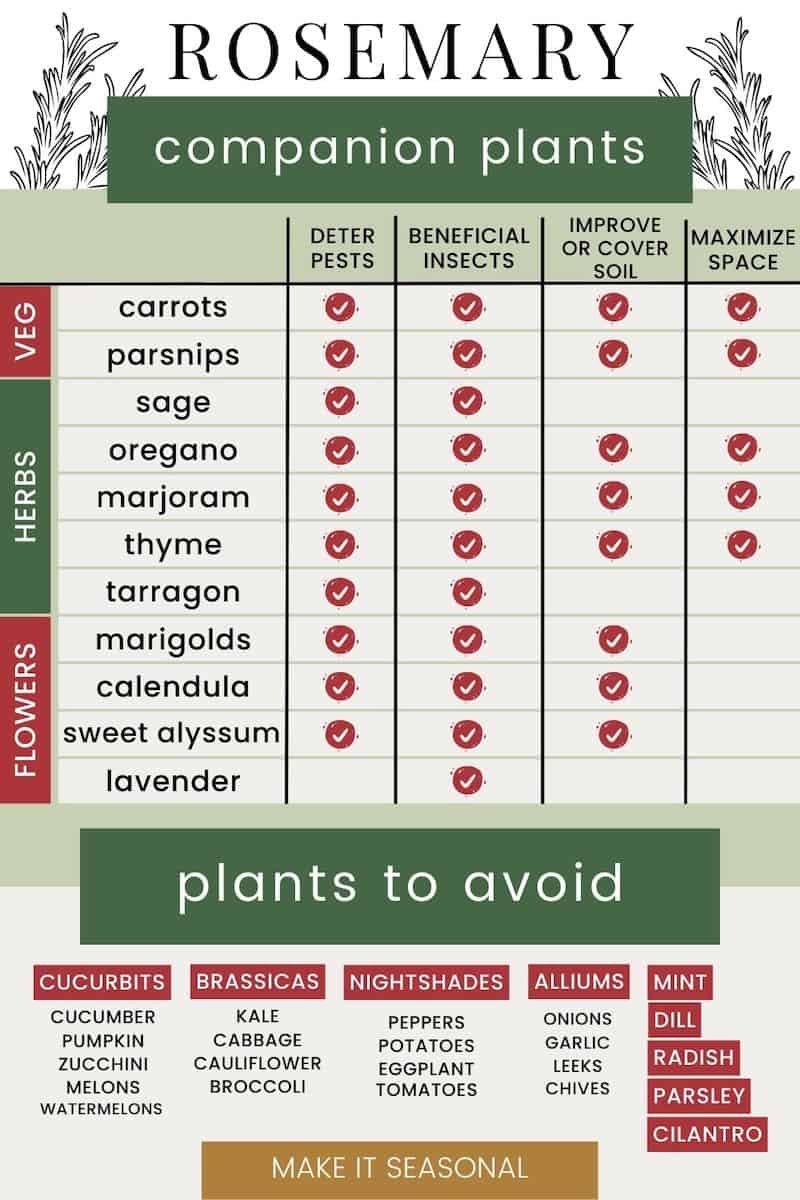 Rosemary companion planting chart with the best and worst rosemary companion plants. Columns read deter pests, beneficial insects, improve or cover soil, and maximize space.