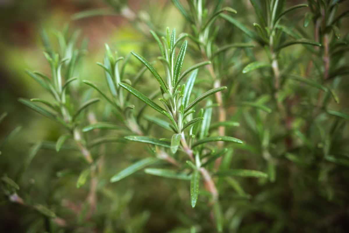 Image of Rosemary companion plant of tarragon