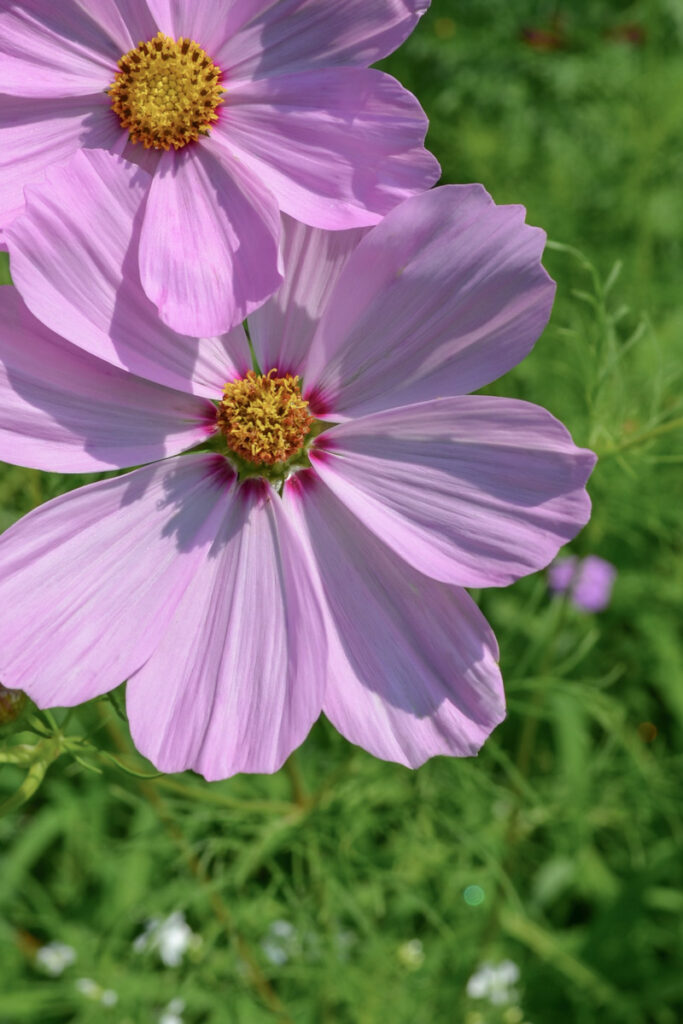 Light pink cosmo flowers