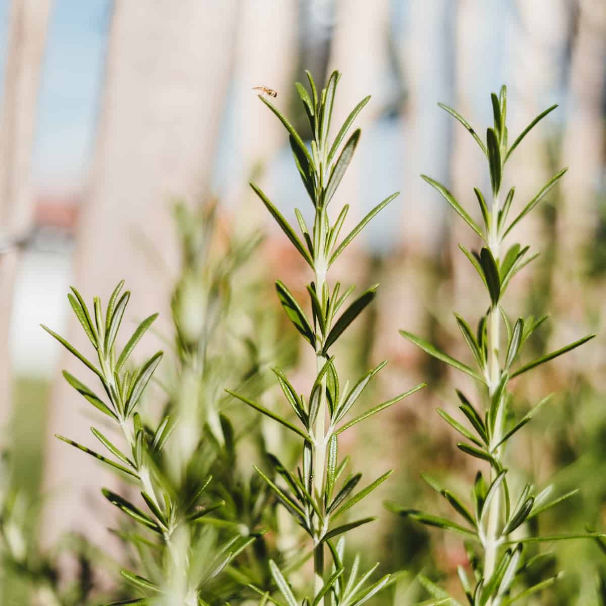 Image of Rosemary bad companion plant for mint