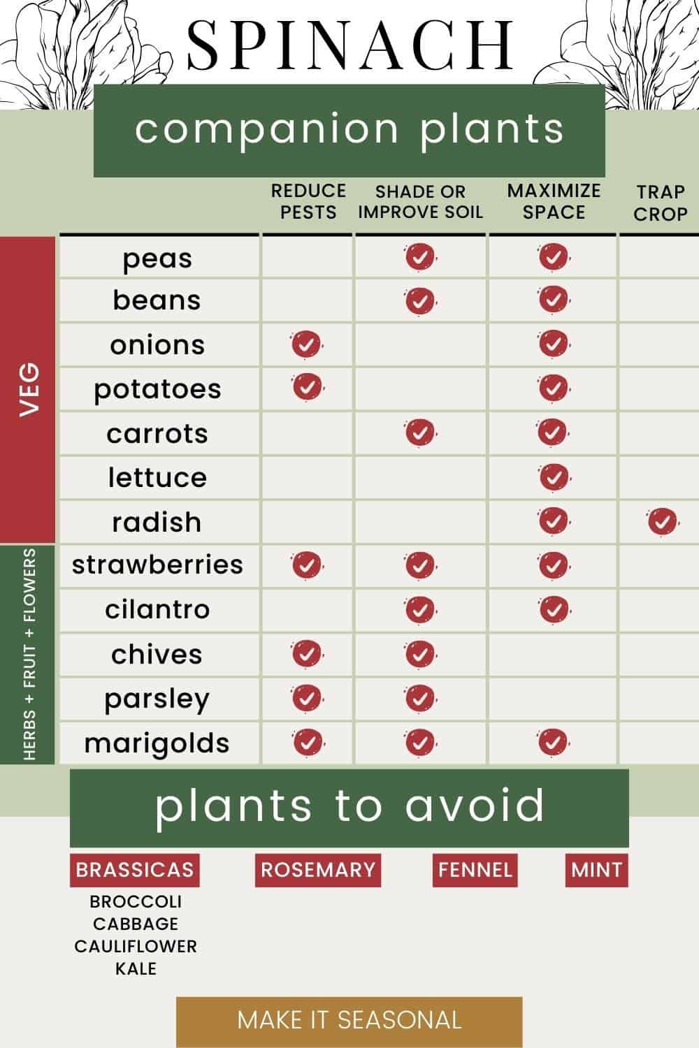Spinach companion planting chart with the best vegetables, herbs, flowers, and fruit to plant with spinach and plants to avoid