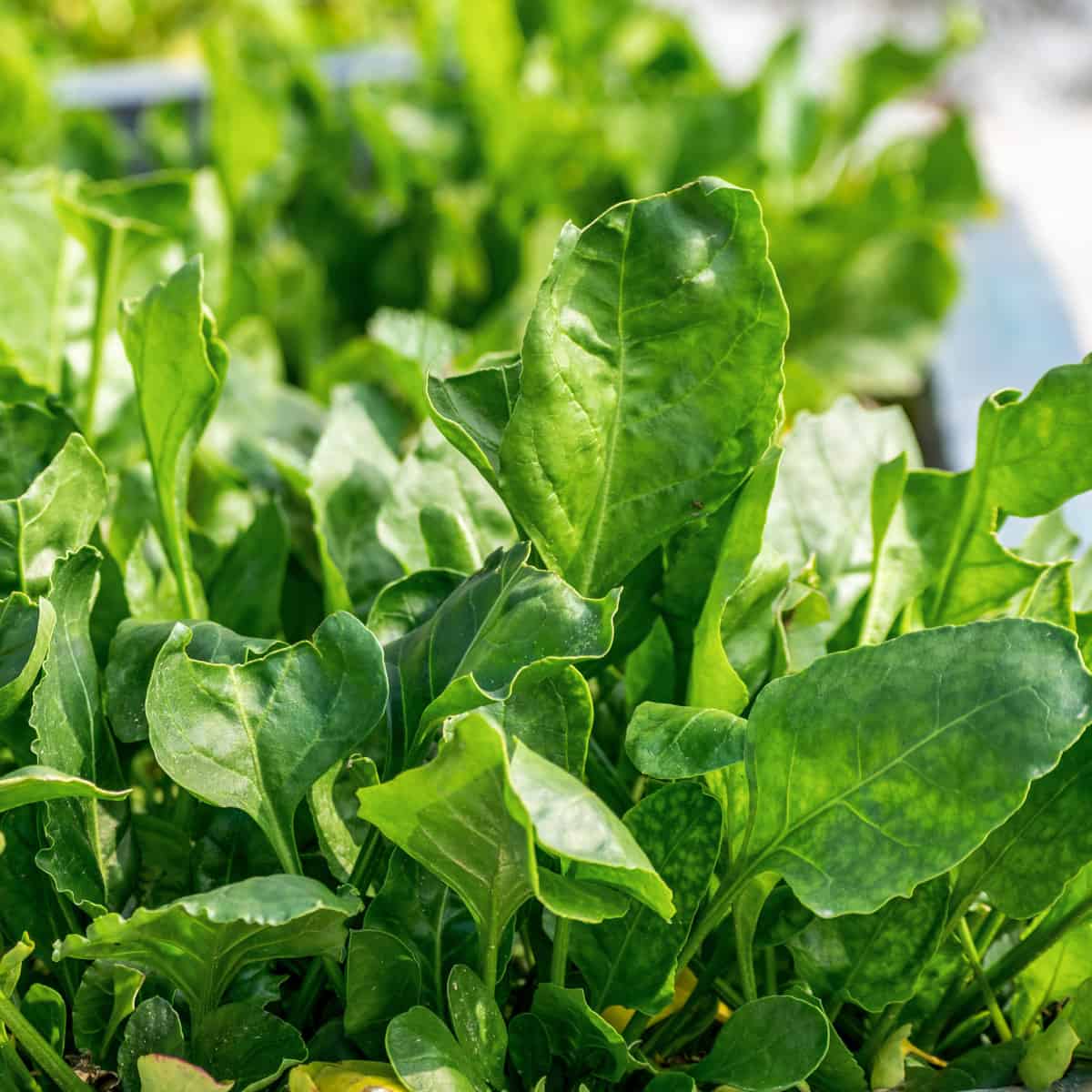 The best and worst spinach companion plants