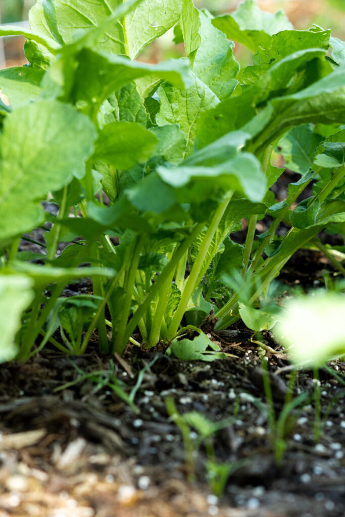 Radishes, one of the best companion plants for spinach