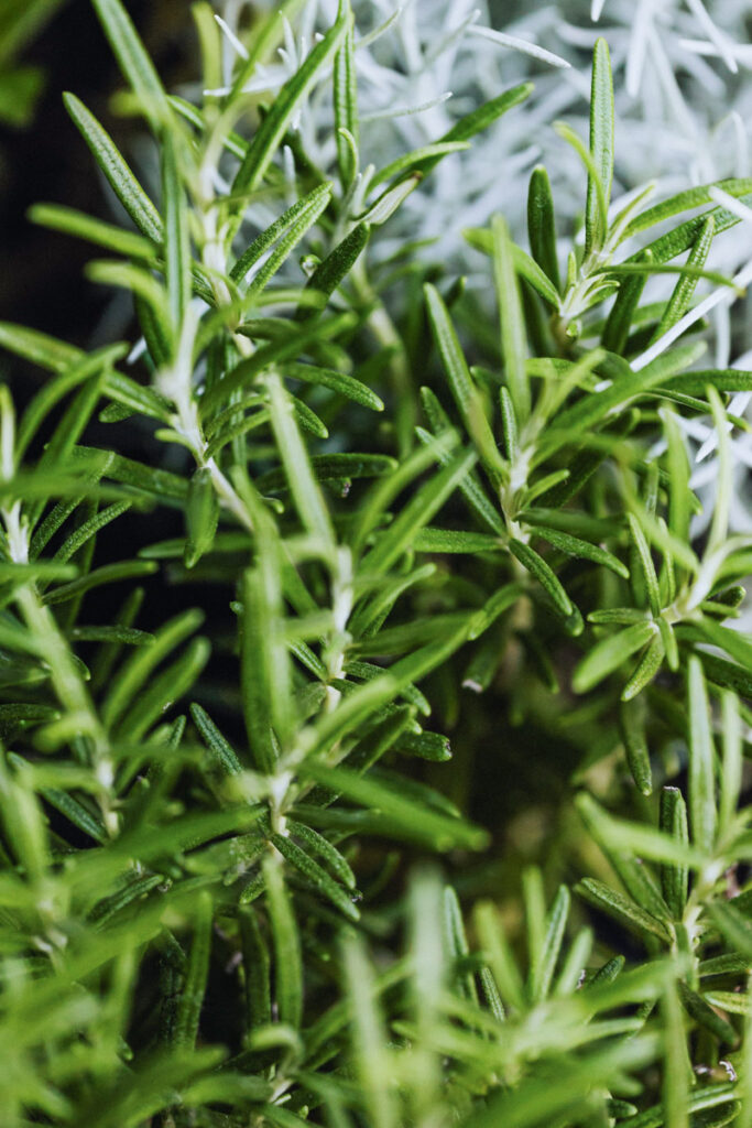 Rosemary, one of the worst spinach companion plants