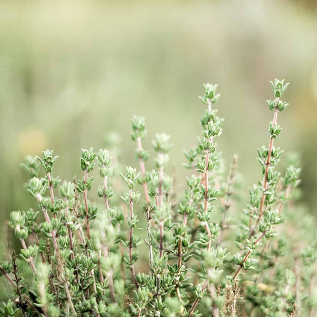 8 Best Thyme Companion Plants (+ 8 to Avoid)