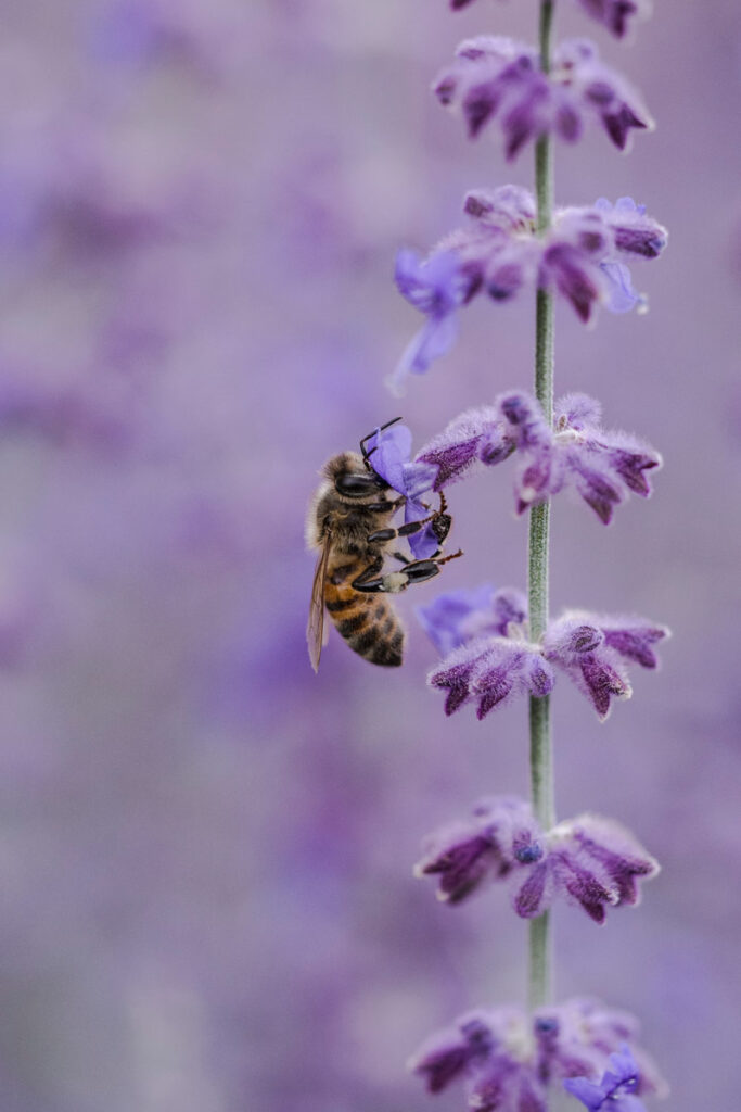 Bee on lavender, a good companion for thyme