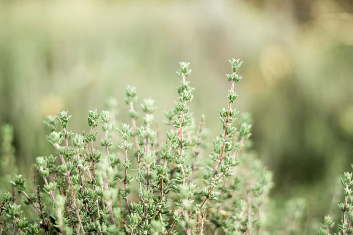 Growing thyme, a good companion plant for other other Mediterranean herbs