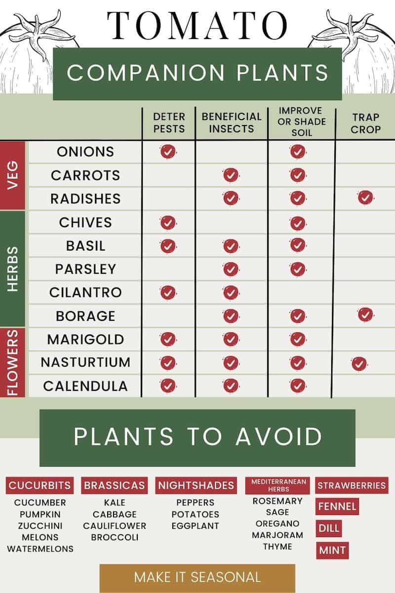 Tomato companion planting chart. Columns include deter pests, beneficial insects, improve or shade soil, and trap crop. Chart includes 11 tomato companion plants and 21 plants to avoid near tomatoes.