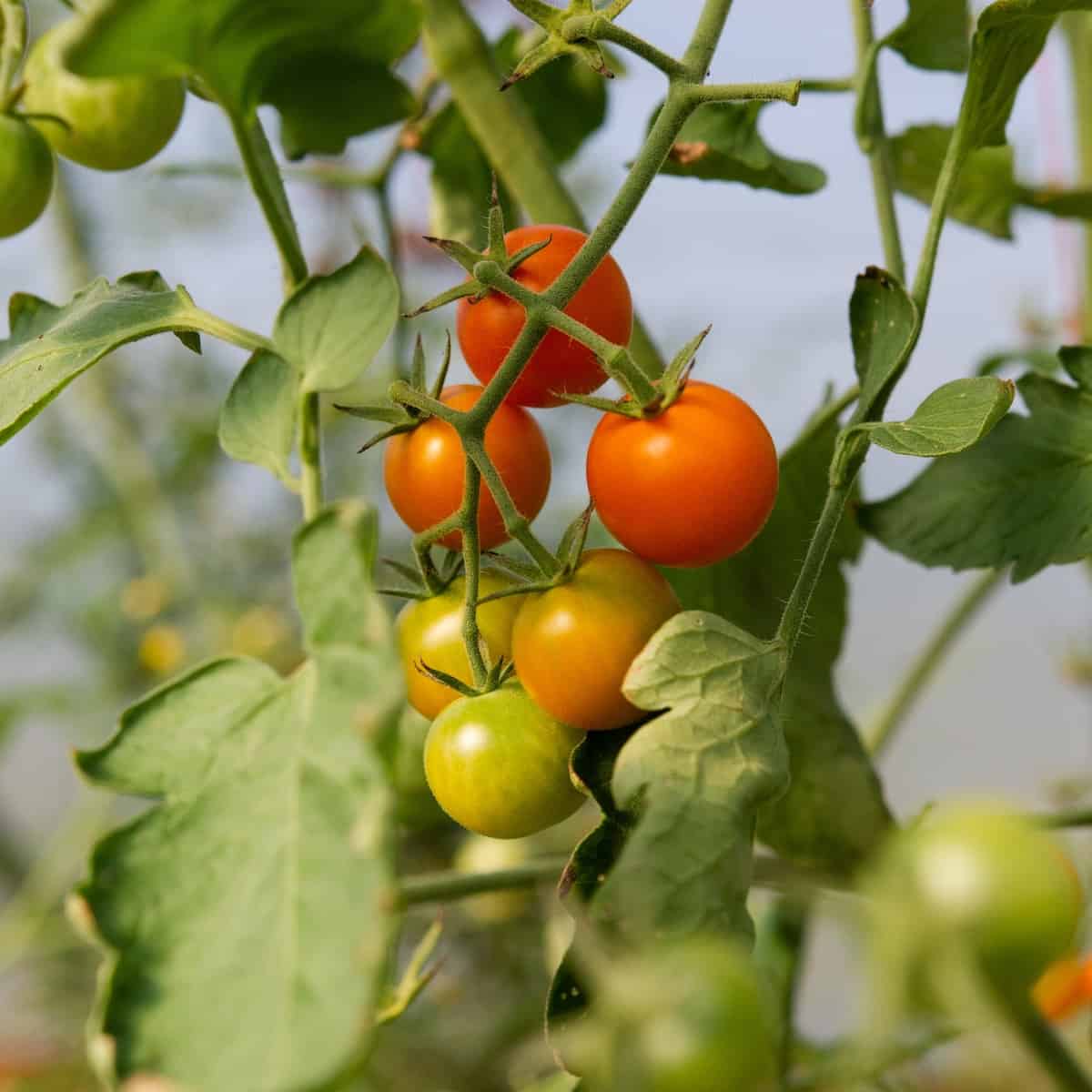 11 Fantastic Tomato Companion Plants (+ 9 to Avoid)