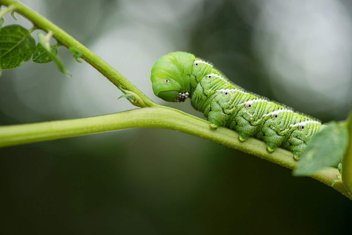 Tomato hornworm caterpillar on a tomato plant