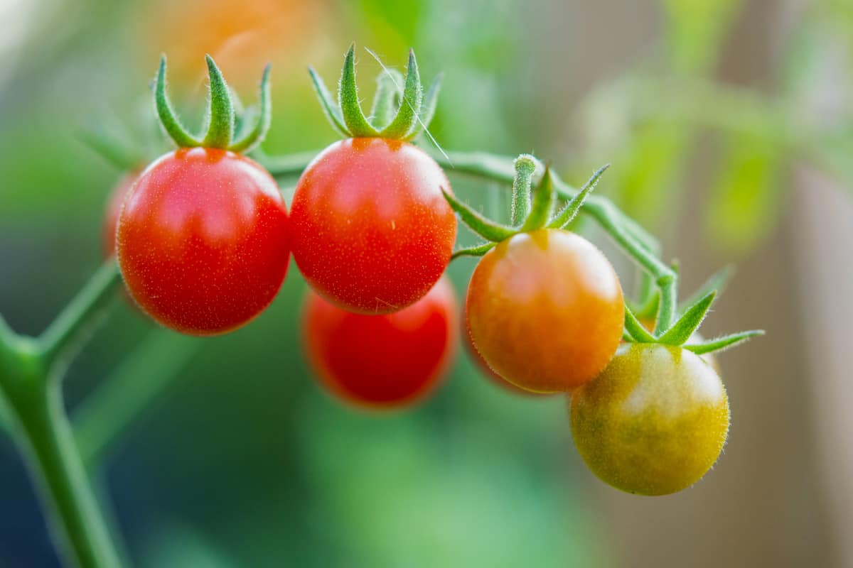 Image of Sage and tomato companion image 5