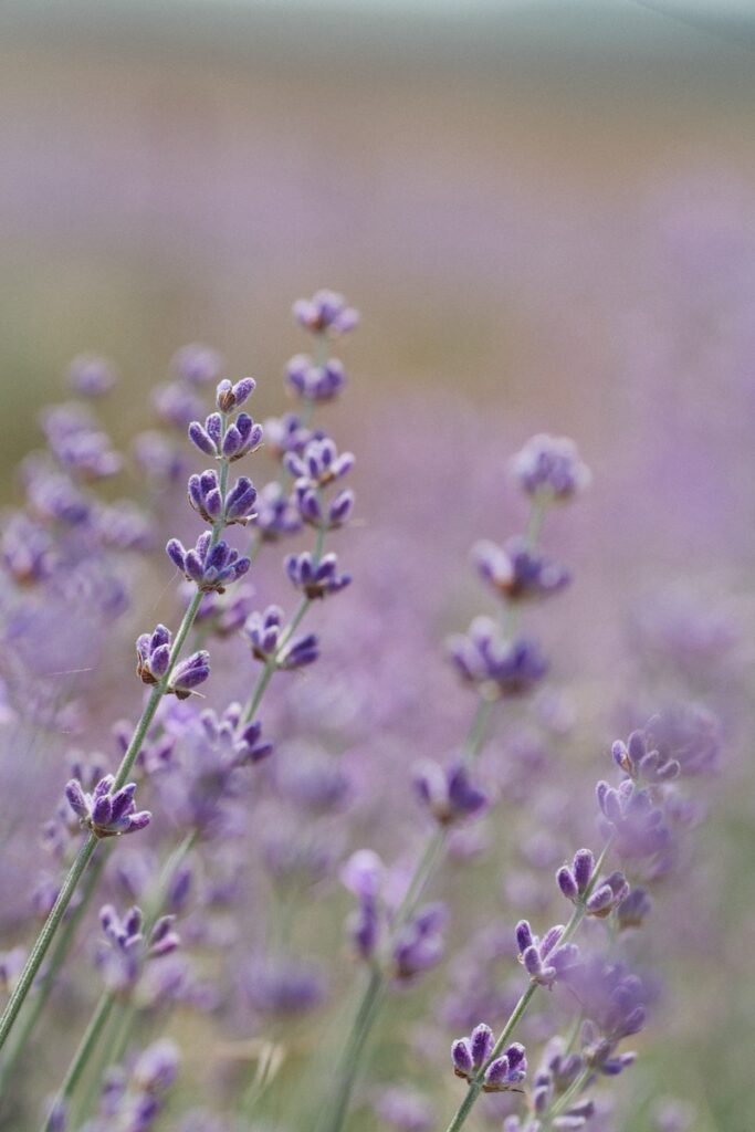 Lavender flowers in bloom