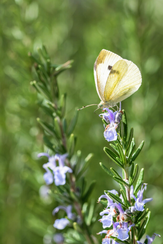 Rosemary sprigs in bloom with a cabbage white butterfly