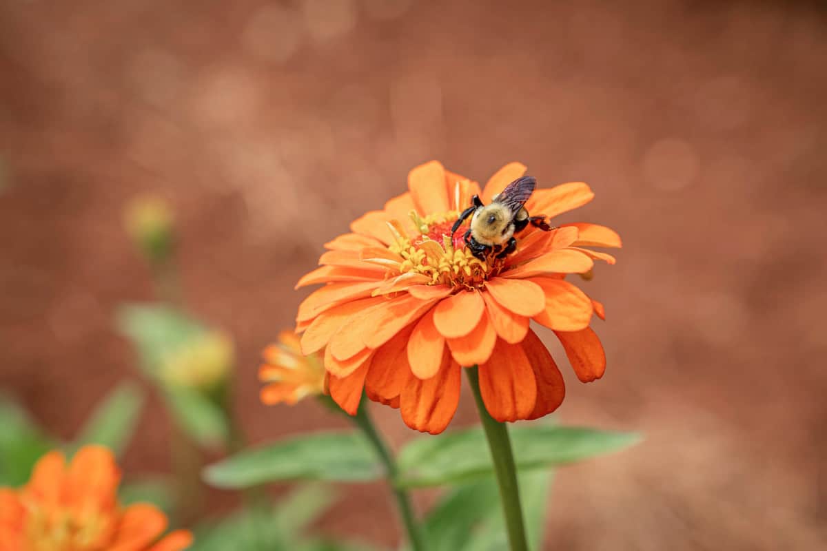 A bee on an orange zinnia flower
