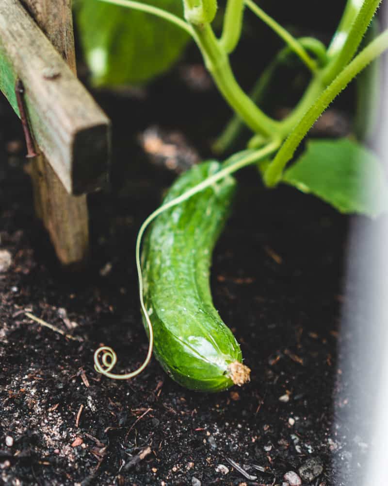 A cucumber growing in a vegetable garden