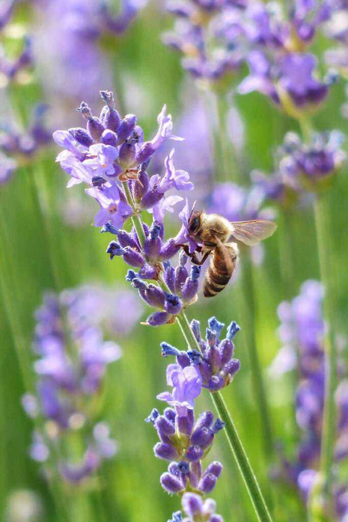 A honeybee on lavender
