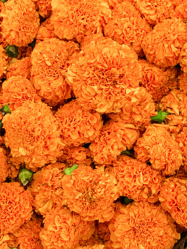 Bright orange marigold flowers