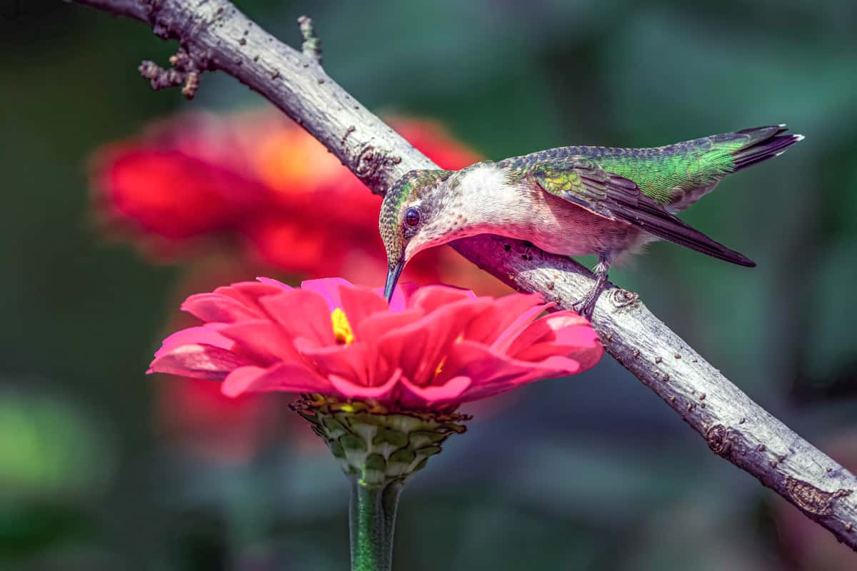 A hummingbird on a zinnia flower