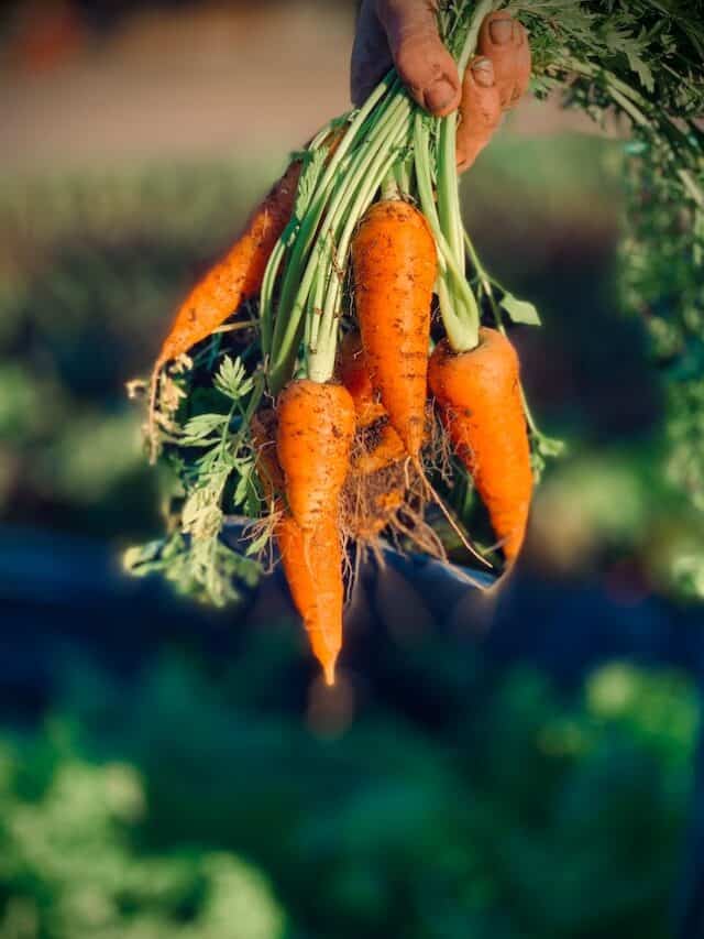 5 Tips for Growing Carrots