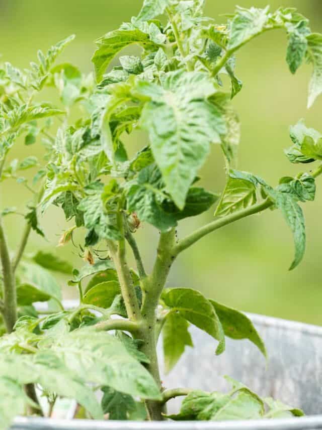 5 Tips for Pruning Tomatoes