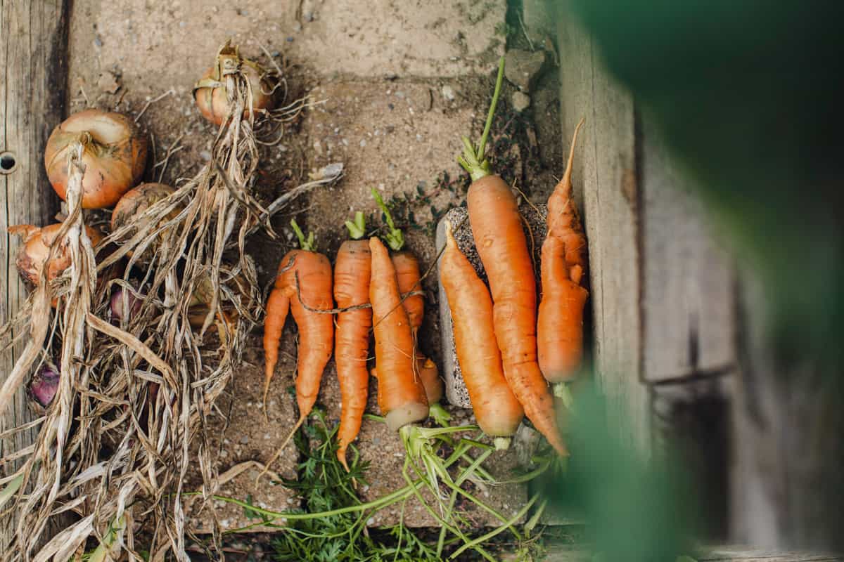Carrots harvested from a raised bed