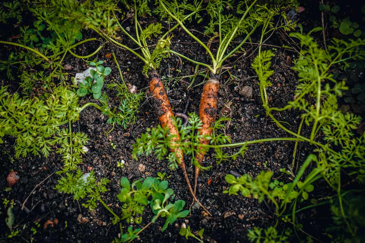Two carrot plants in a carrot bed
