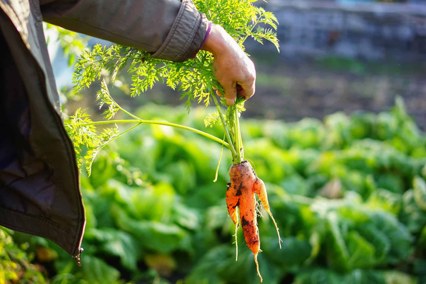 Harvesting a carrot with split roots