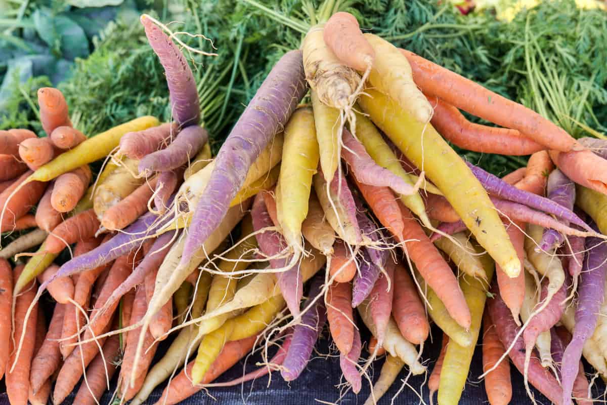 Multicolored carrot varieties