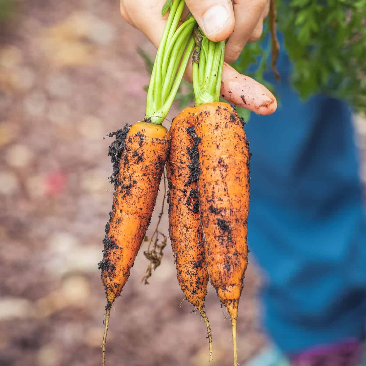 How to plant and grow carrots from seed