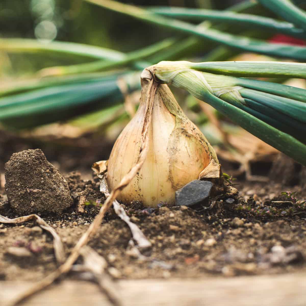 Growing onions in a raised bed