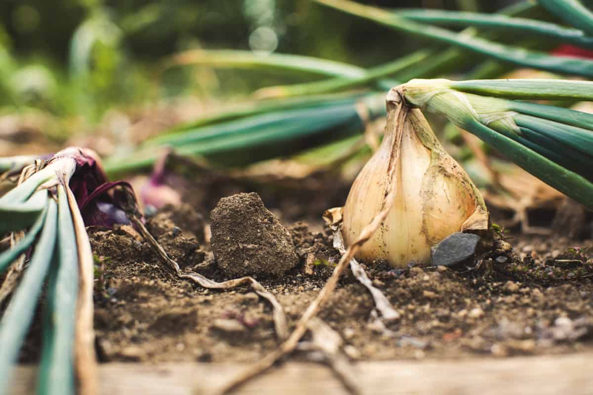Growing onions in a raised bed