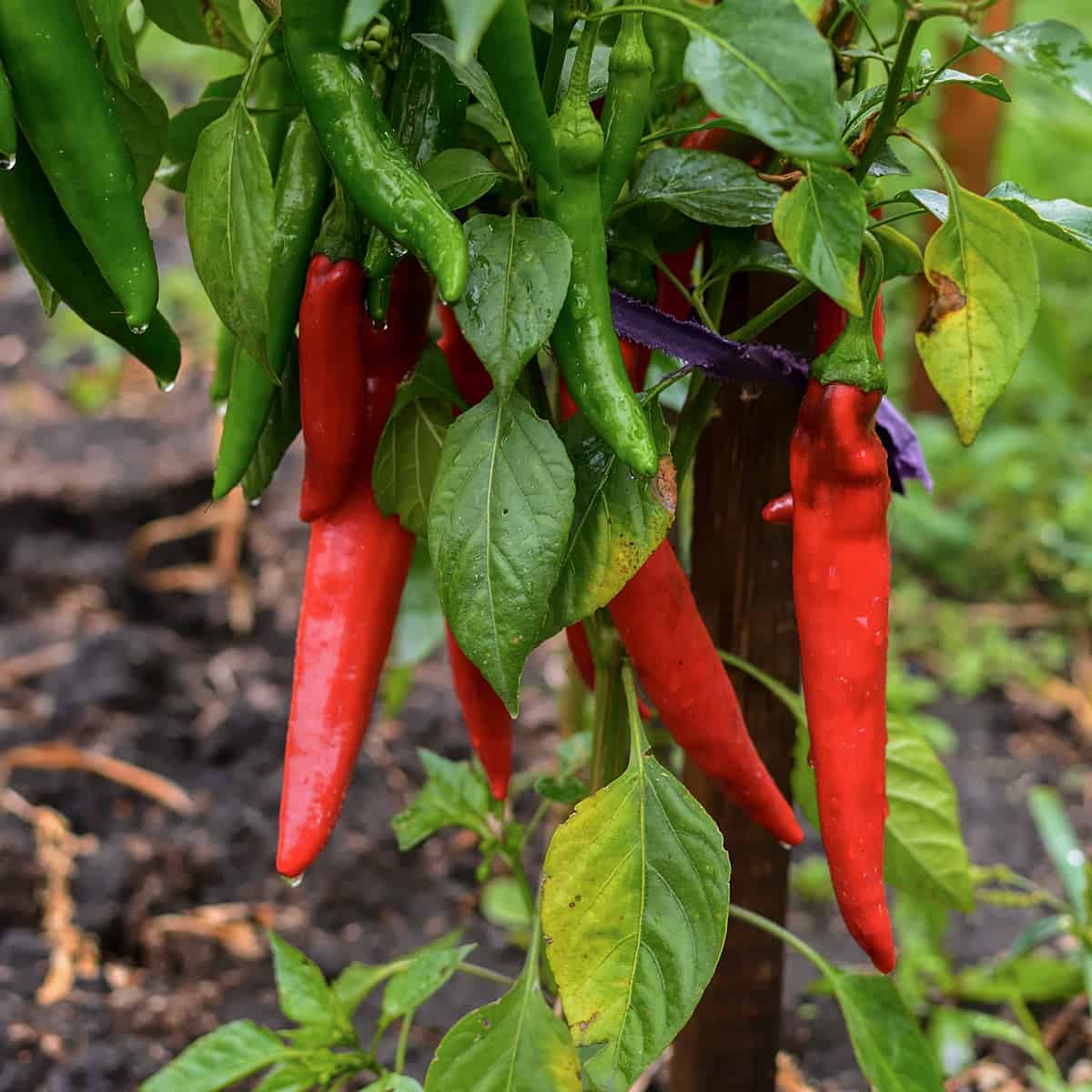 Growing peppers in a garden