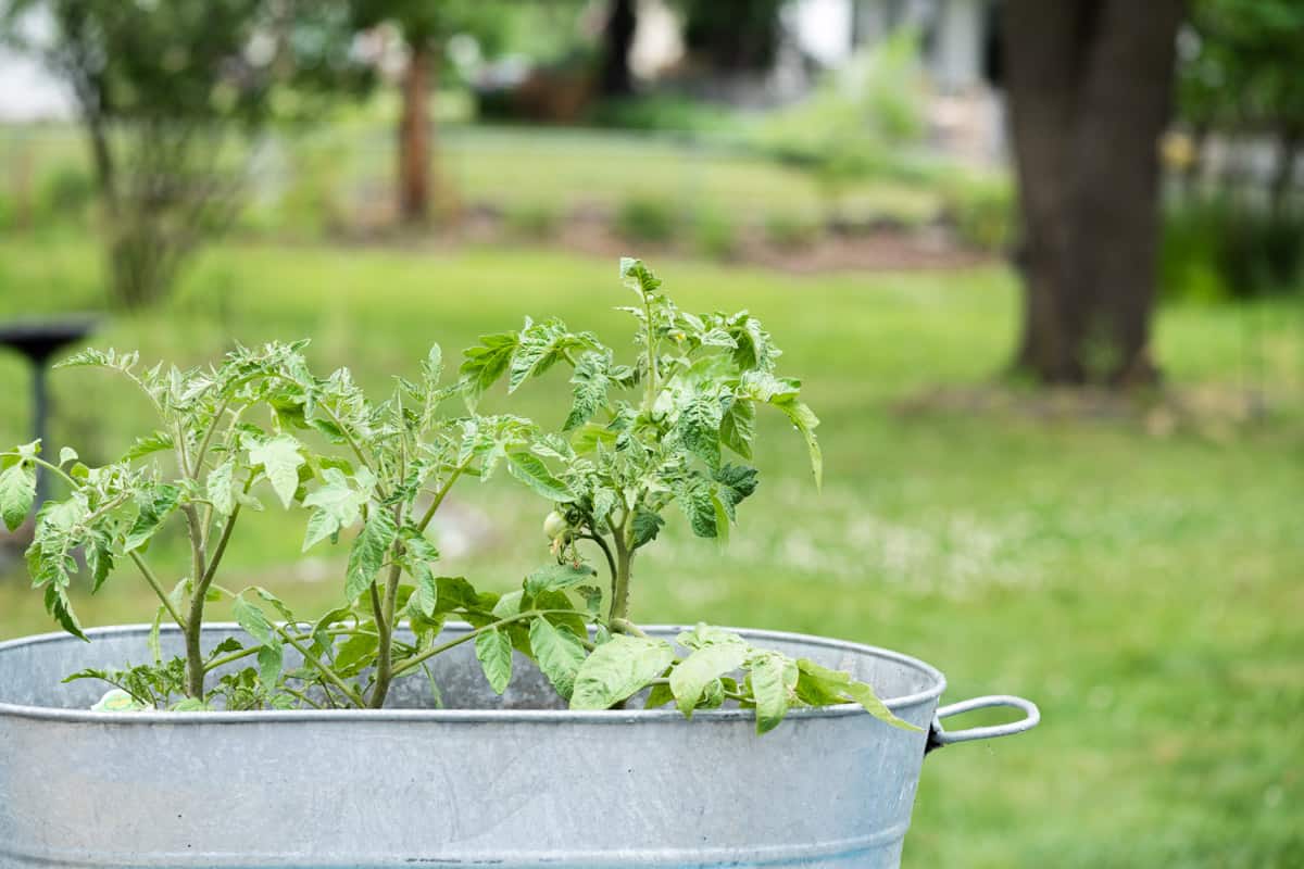 Three tomato plants growing in a bucket