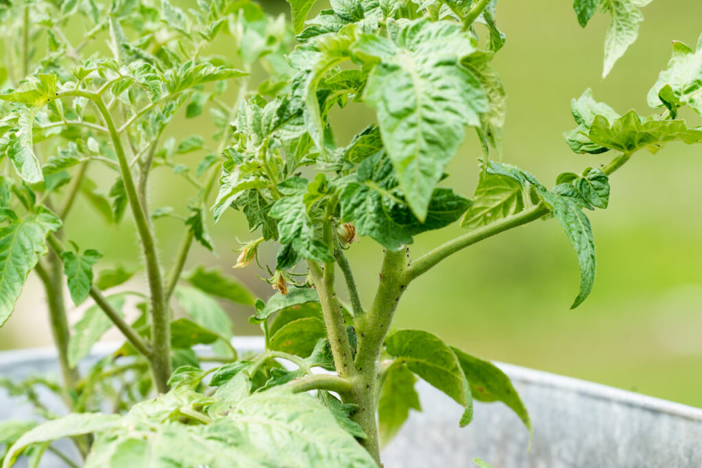 Pruning a determinate tomato plant