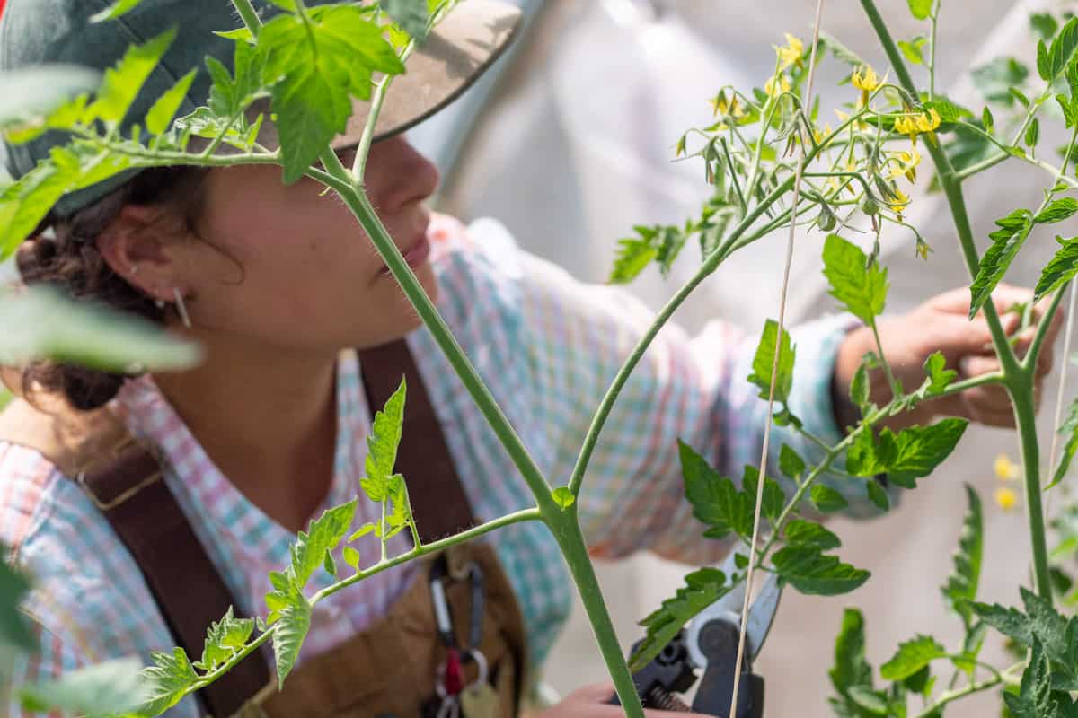 Pruning an indeterminate tomato plant