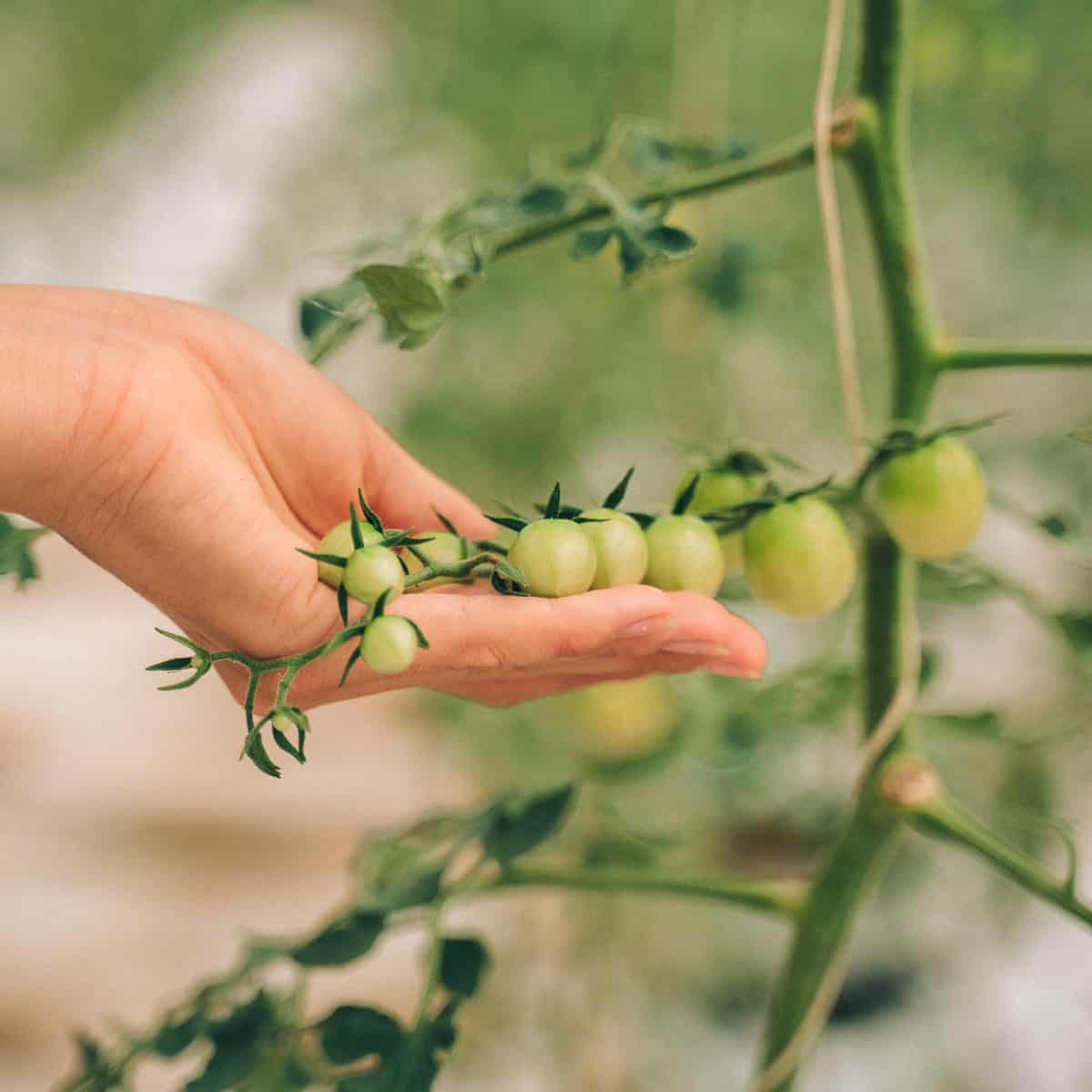 Pruning tomato plants for maximum yield