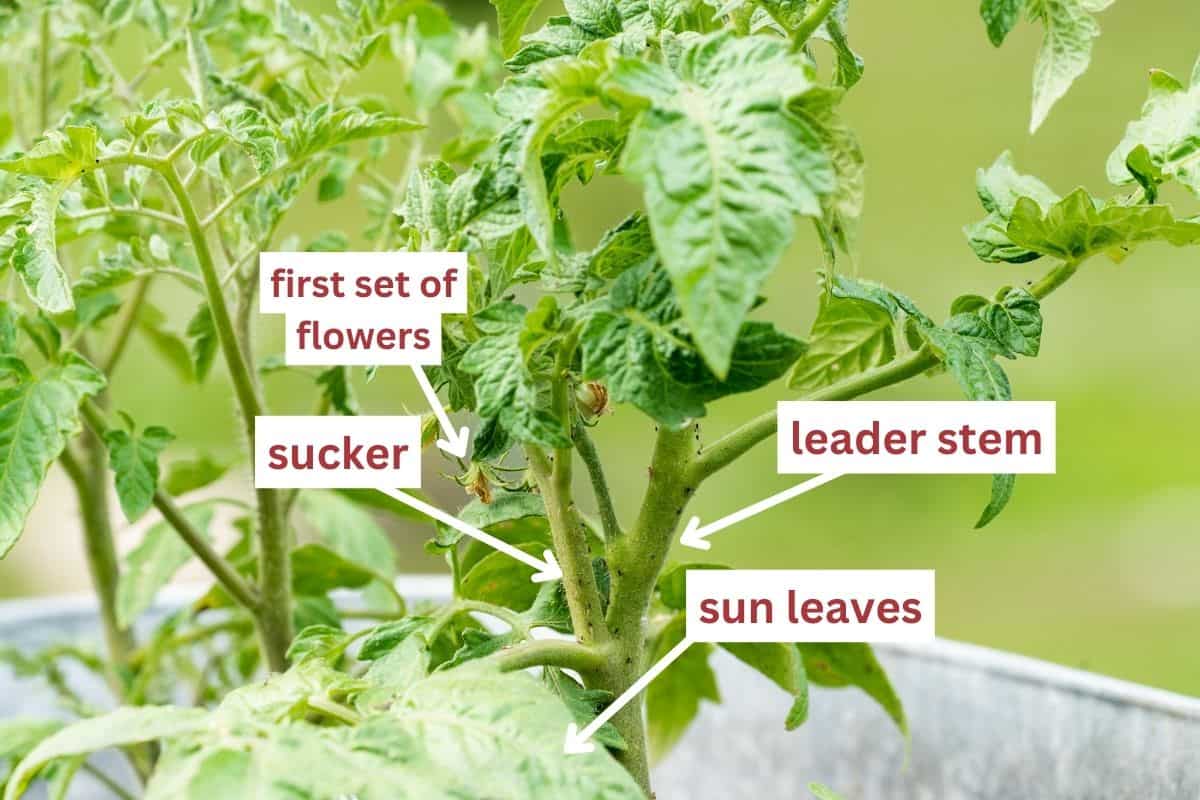 Tomato pruning diagram with suckers, leaders, flowers, and sun leaves labeled