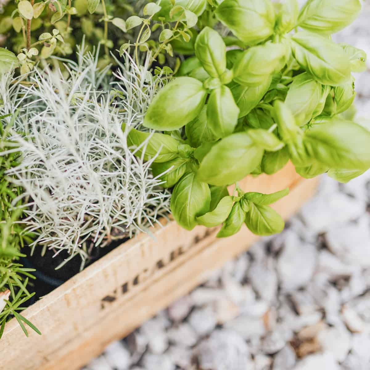 The best herbs to grow for beginner gardeners and kitchen gardens