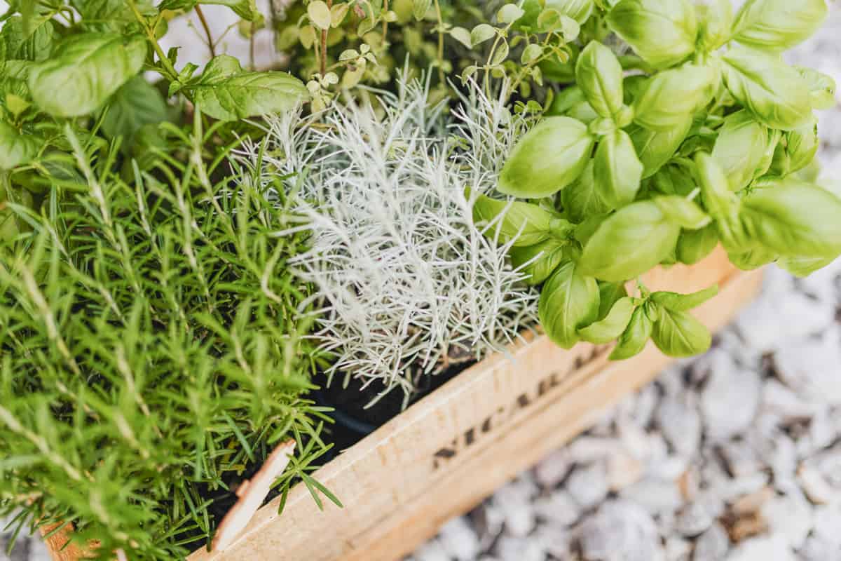 Basil, rosemary, and other garden herbs growing together
