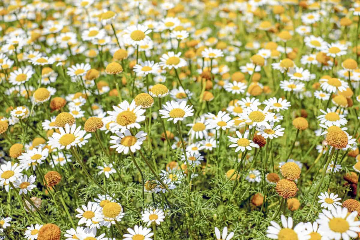 Chamomile flowers in an herb garden