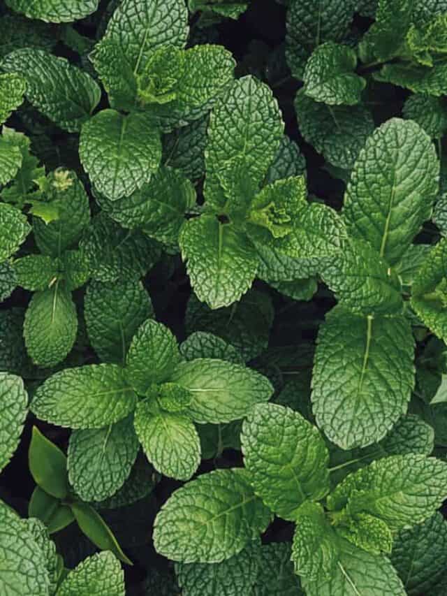 How to Grow Mint from Seed to Harvest