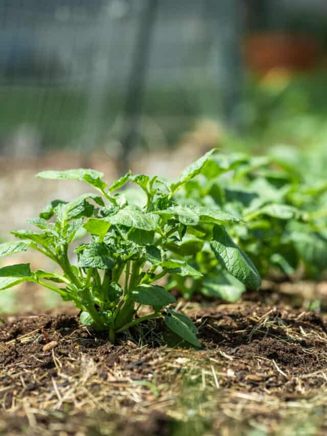 A Complete Guide to Growing Potatoes