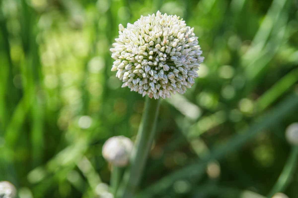 A garlic scape in flower